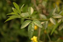 leaves