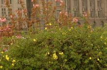 plant habit
