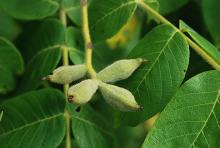 developing fruit (nuts)