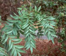 leaves
