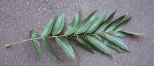 leaf