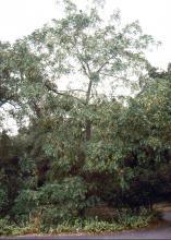 plant habit
