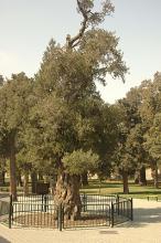 plant habit, very old tree