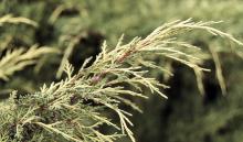 branch tip
