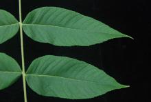 leaflets