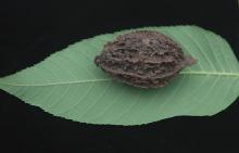 nut (fruit) with leaflet