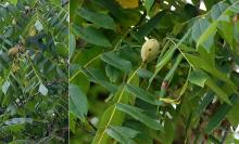 developing fruit and leaves