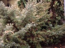 plant habit, winter