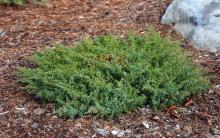 plant habit