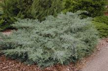 plant habit