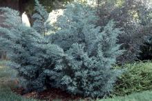 plant habit