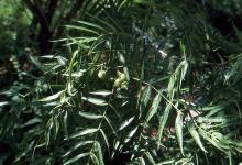 leaves and fruit