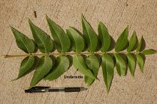 leaf