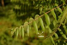 leaves