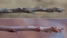 winter twig, buds