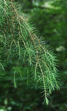 needle-like leaves