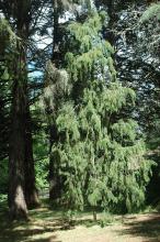 plant habit