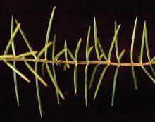 needles