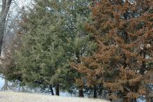 row of trees, winter