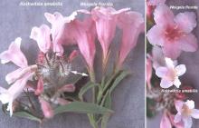 flowers, comparison