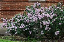 plant habit, flowering