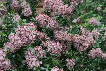 flower clusters