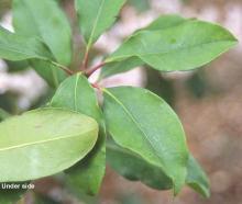 leaves
