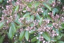 flower buds and leaves