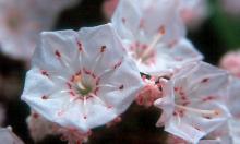 flowers, close-up