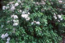 flower clusters and leaves