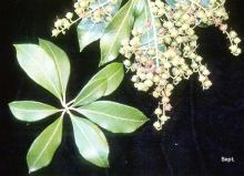 leaves and fruit