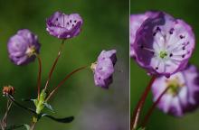 flower cluster and flower