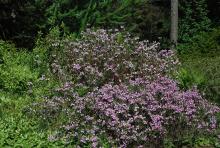 plant habit, flowering