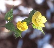 flowers and leaves