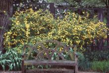 plant habit, spring flowering