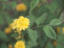 flower and leaves