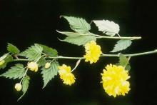 flowers and leaves