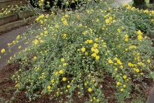 plant habit, spring flowering