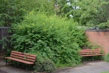 plant habit, summer