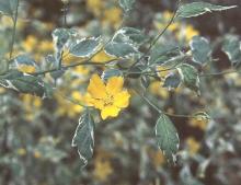 flower and leaves