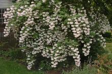 plant habit, flowering