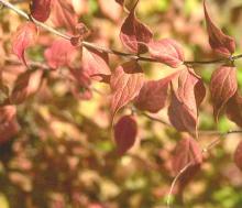 leaves, fall
