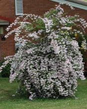 plant habit, flowering