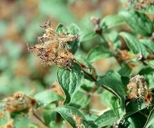 cluster remnants, late summer