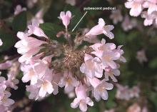 flower cluster
