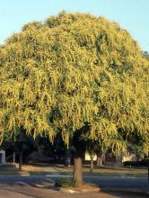 plant habit, flowering plant habit, flowering