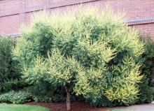 plant habit, flowering plant habit, flowering