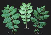 leaves leaves