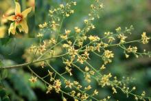 flower cluster, flower flower cluster, flower