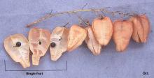 mature fruit mature fruit